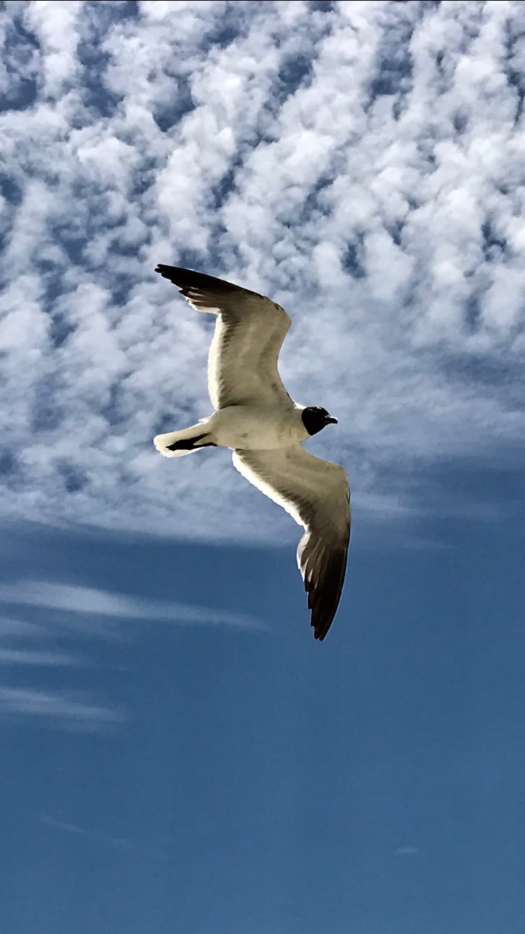 Bird flying with open wings on Holden Beach