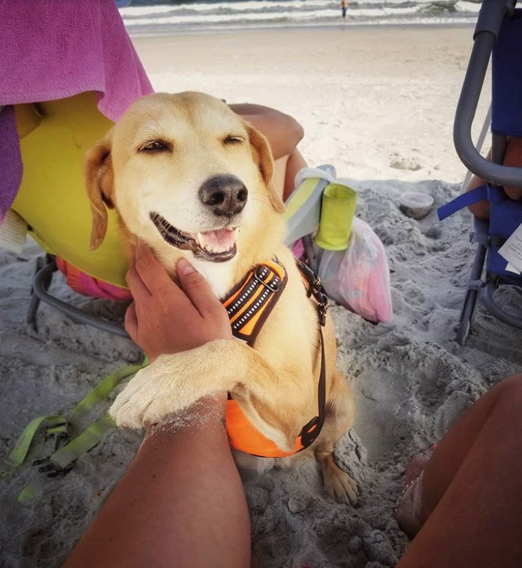 A dog happy after a day of playing at Holden Beach