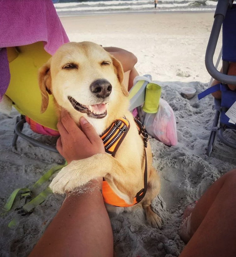 beach dog at holden beach