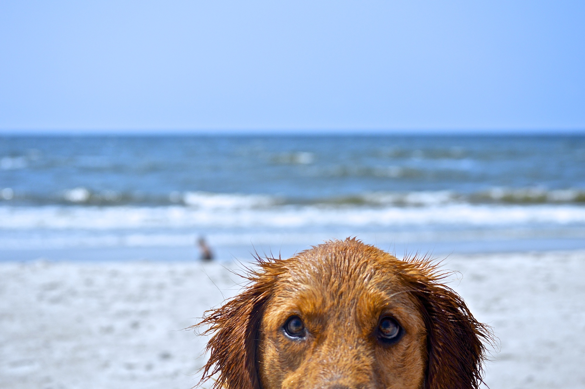 Golden Retriever Dog on Beach in North Carolina