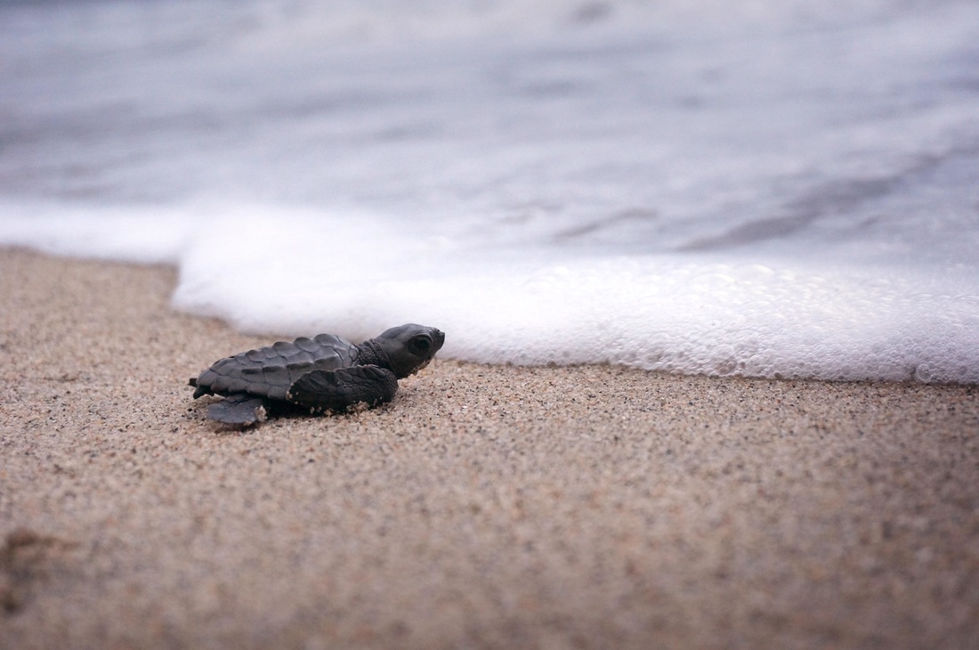 Holden Beach Turtle