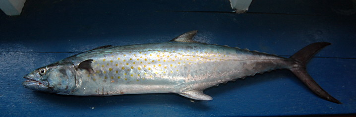 spanish mackerel holden beach