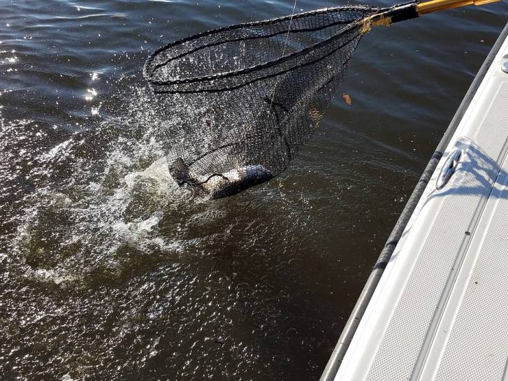 speckled trout holden beach