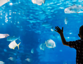 boy at aquarium