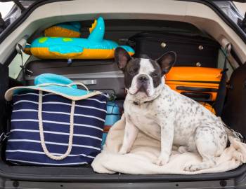 A dog waits in the back of a car to go on vacation in Holden Beach