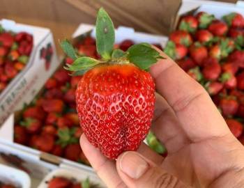 Heritage Fresh Market Strawberries
