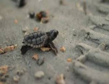 Holden Beach Hatchling