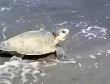 Turtle reaches the Atlantic!