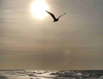 Bird Flying Over Holden Beach