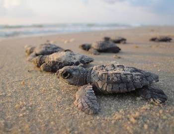 sea turtle holden beach