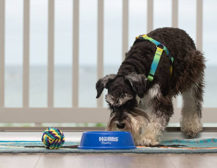 Holden Beach Pet Friendly