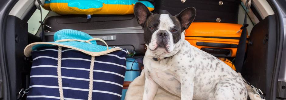 A dog waits in the back of a car to go on vacation in Holden Beach