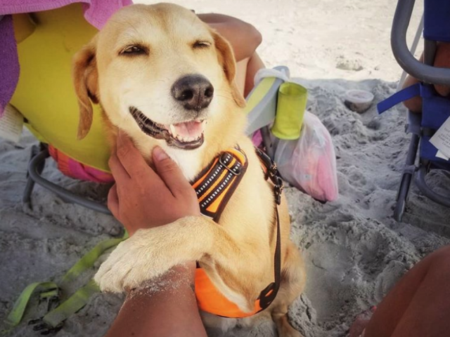 Holden Beach Pet Friendly Vacation Rentals