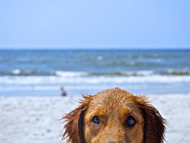 Golden Retriever Dog on Beach in North Carolina
