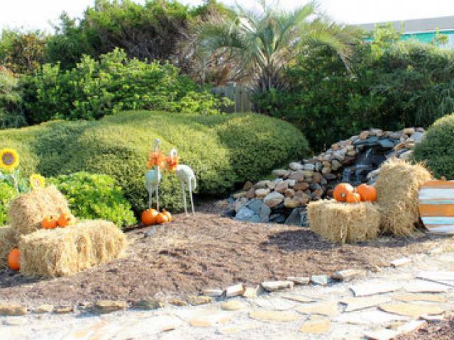 fall pumpkins on HB