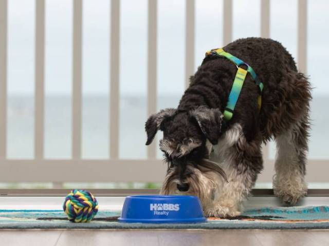 Dog Friendly Homes Holden Beach