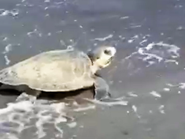 Biggest Challenges for Turtles on Holden Beach