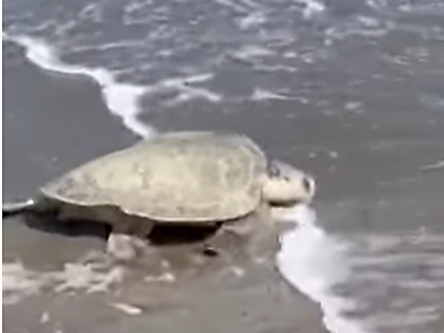 Turtle reaches the Atlantic!
