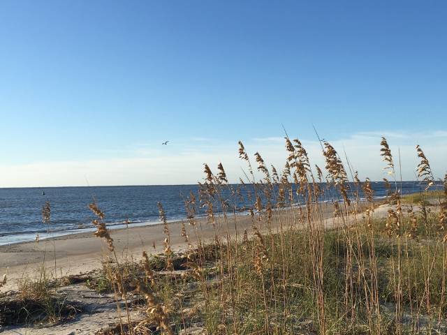 sea oats north carolina