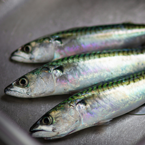 Mackerel Holden Beach Seafood