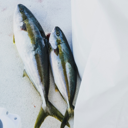 Tuna Holden Beach Seafood