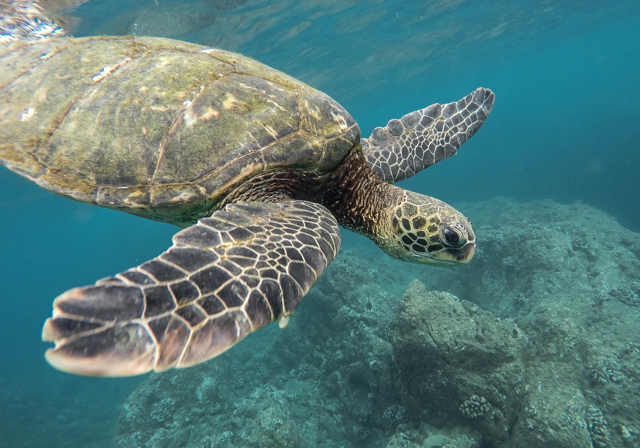 sea turtle holden beach