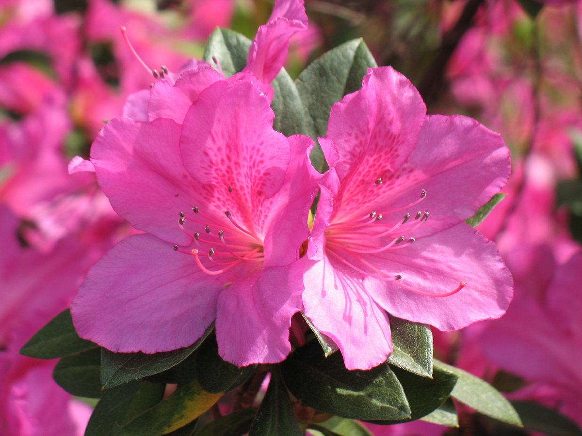 bright-pink-flower