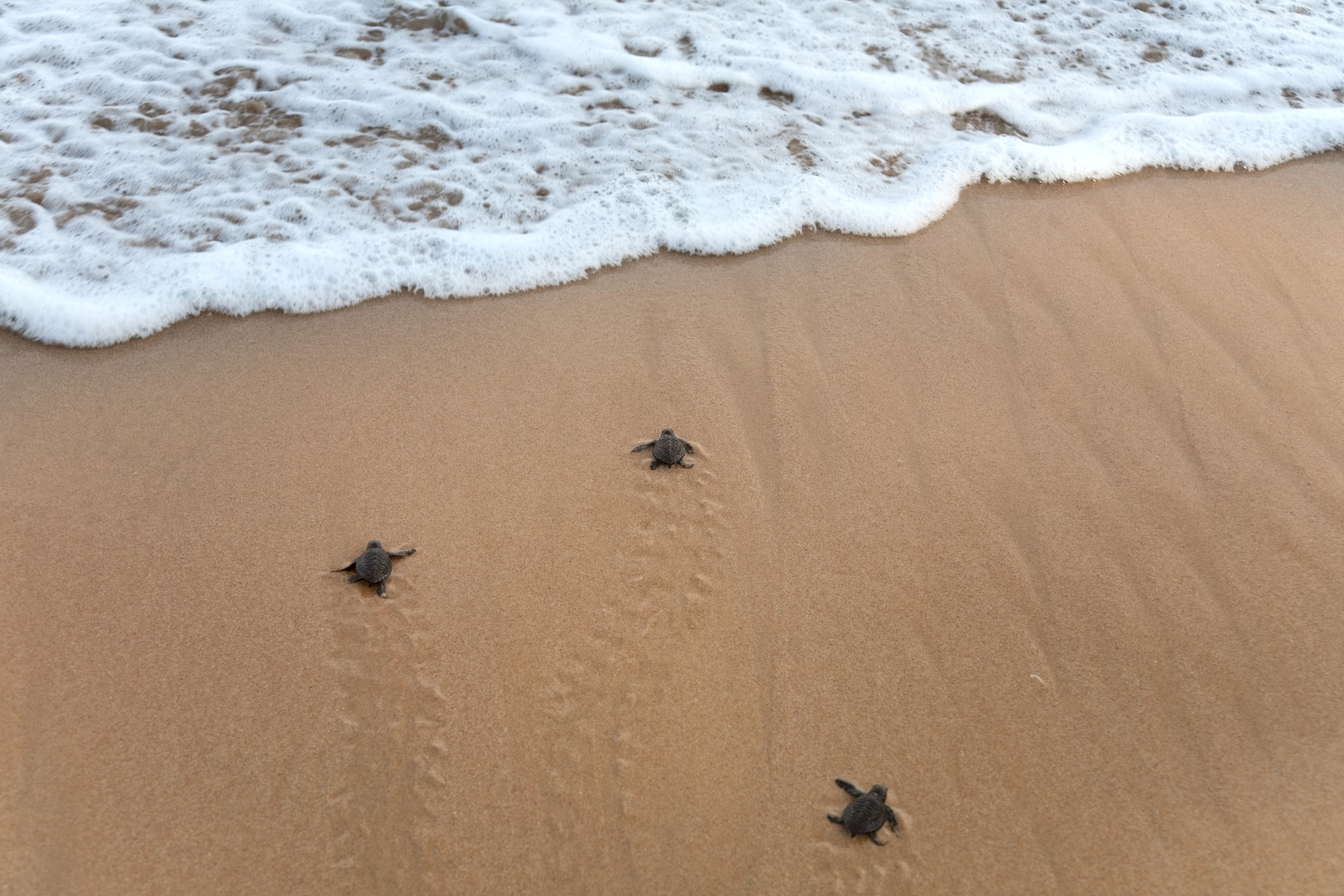 baby loggerhead sea turtles going to the ocean