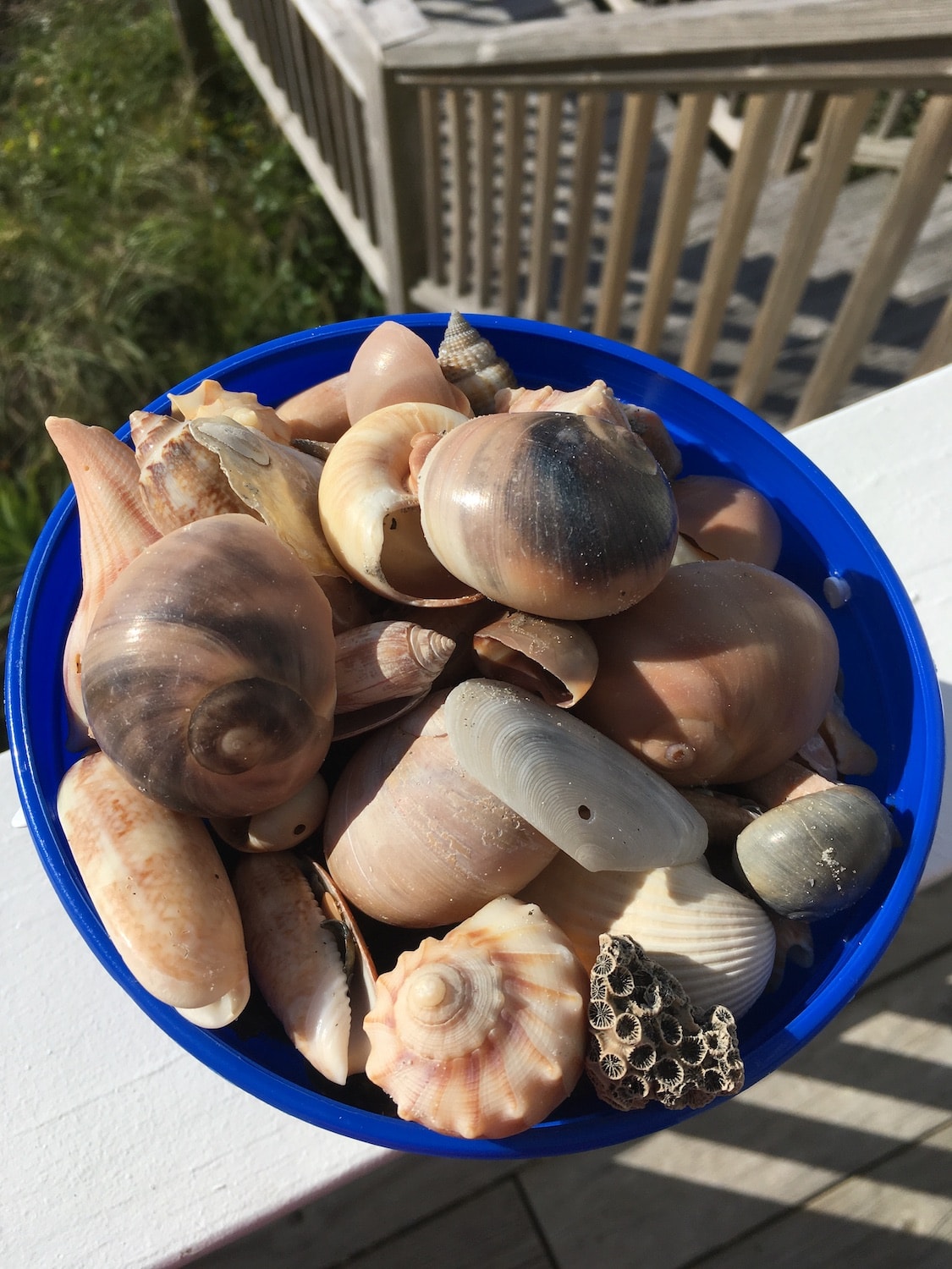 Guide To Winter Beachcombing In Holden Beach Holden Beach Blog