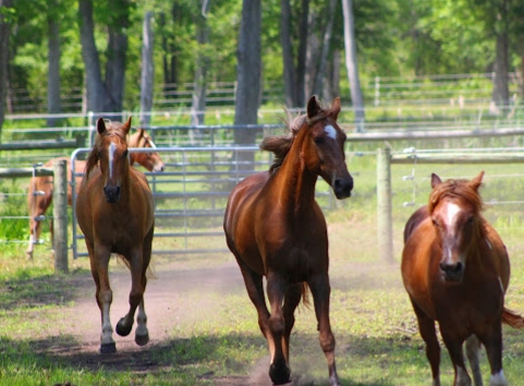 horses-running