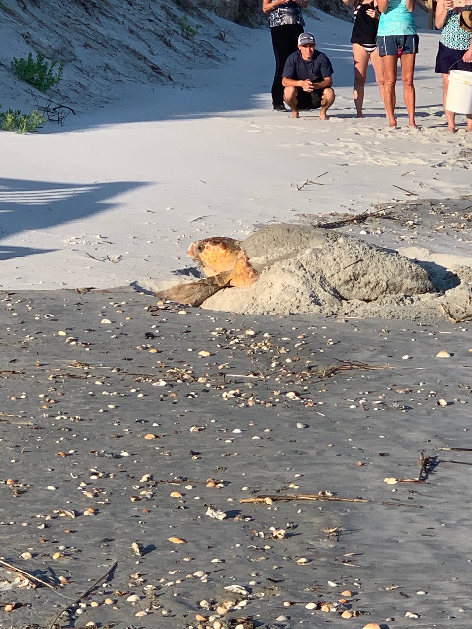 loggerhead turtle nesting holden beach